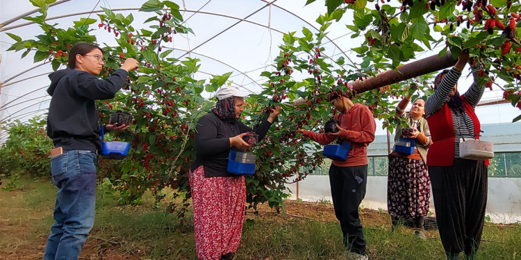 Silifke'nin karadutları Dubai'ye ihraç ediliyor