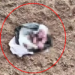 Şırnak'ta, poşet içerisinde yeni doğmuş kız bebek cesedi bulundu