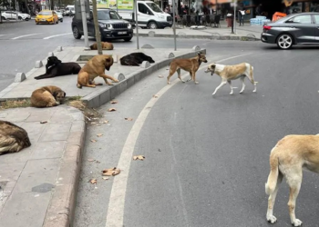 Sokaktaki her sahipsiz hayvan için belediyelere 71 bin TL ceza kesilecek