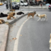 Sokaktaki her sahipsiz hayvan için belediyelere 71 bin TL ceza kesilecek