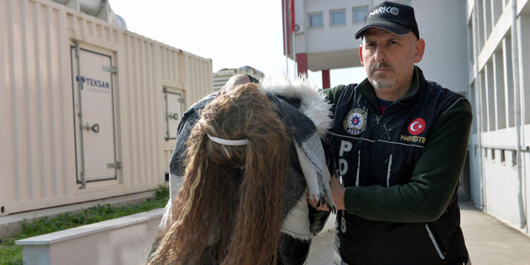 Torbacı operasyonunda yakalandı; 'İçiciyim' dedi