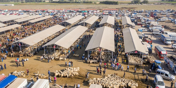 Türkiye'nin en büyük hayvan pazarında şap alarmı
