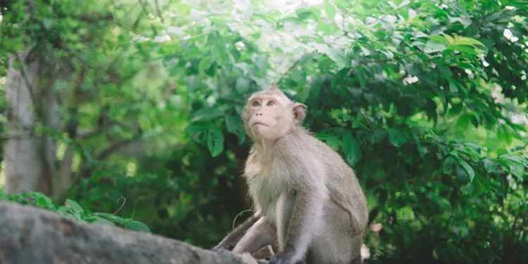 Trafoya giren maymun tüm ülkenin elektriğini kesti