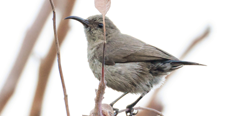 Türkiye'de ilk kez Filistin nektarkuşu görüldü