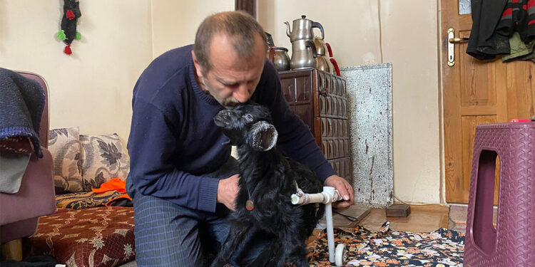 Felçli oğlağa evinde şefkatle bakıyor