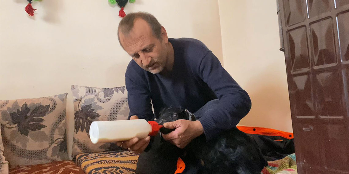 Gümüşhane'nin Torul ilçesinde besici Murat Turan (46), veterinerlerin uyutulmasını önerdiği felçli oğlağa evinde şefkatle bakıyor.