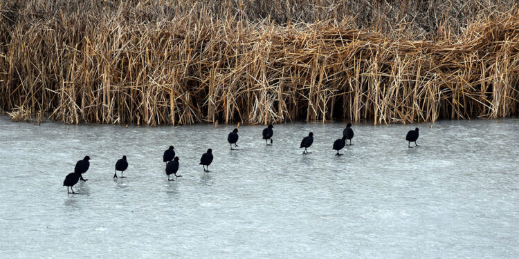 Van Gölü'nün kıyılarında su dondu