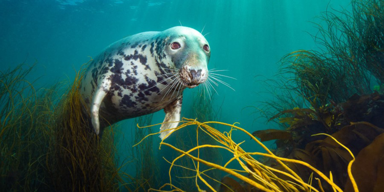 Yılın Sualtı Fotoğrafçısı Ödülü'nü kazanan eser belli oldu