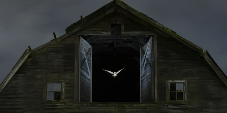 Yılın Yaban Hayatı Fotoğrafçısı Ödülü'nü kazanan belli oldu