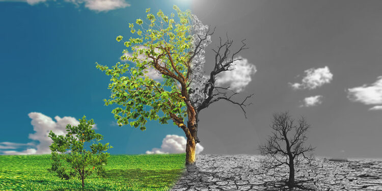 Geleceğin gıdalarında bitki bazlı devrim: Sürdürülebilir bir yaşamın kapıları aralanıyor