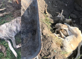 Osmaniye barınağında köpekleri canlı canlı mezara gömmüşler
