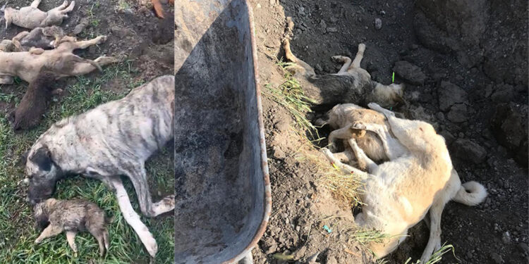 Osmaniye barınağında köpekleri canlı canlı mezara gömmüşler