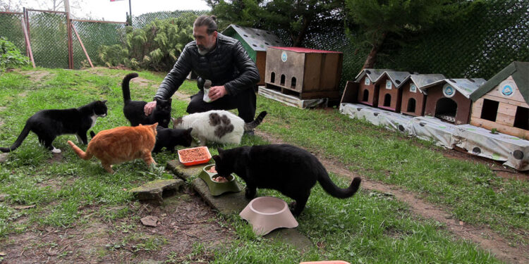 Kedi Köyü'nün sınırları genişledi, misafirleri arttı