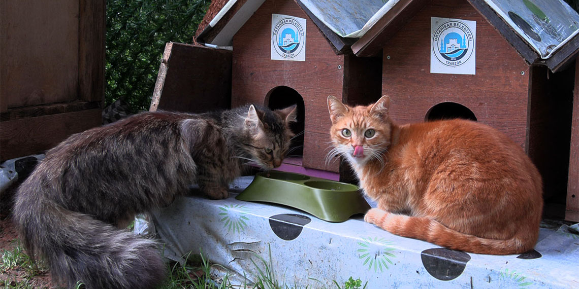 Trabzon’da emekli öğretmen Necmi Aksu (50), yazdığı kitapların satışından elde ettiği gelirle kiraladığı arsada, kediler için oluşturduğu Kedi Köyü'nün sınırlarını genişletti.