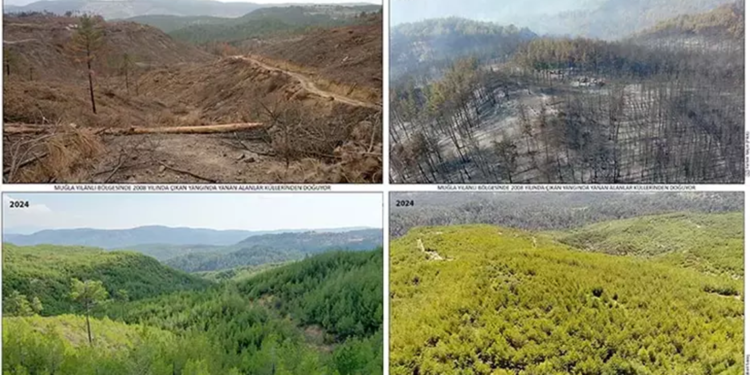 16 yıl önce yanan 200 hektar alanda dikilen fidanlar ağaç oldu