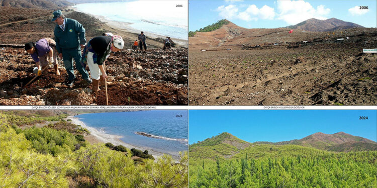 19 yıl önce dikilen fidanlar ağaç oldu