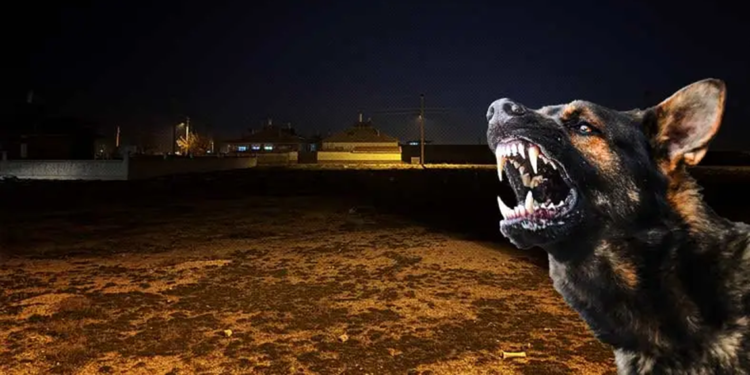 2 yaşındaki Rana, sokak köpeklerinin saldırısında öldü