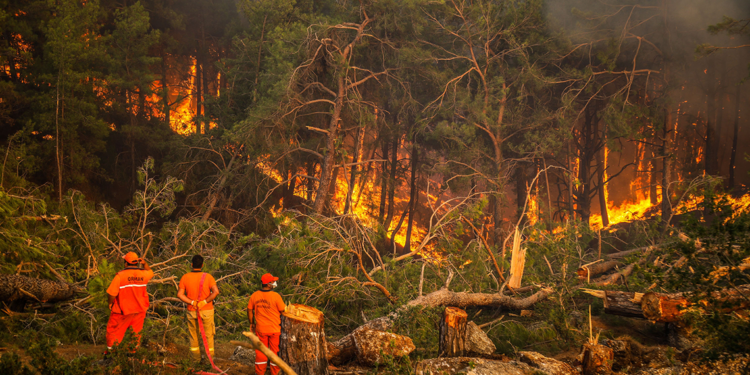 2024'te ihmal, dikkatsizlik, kasıt ve kazadan 1956 orman yangını çıktı
