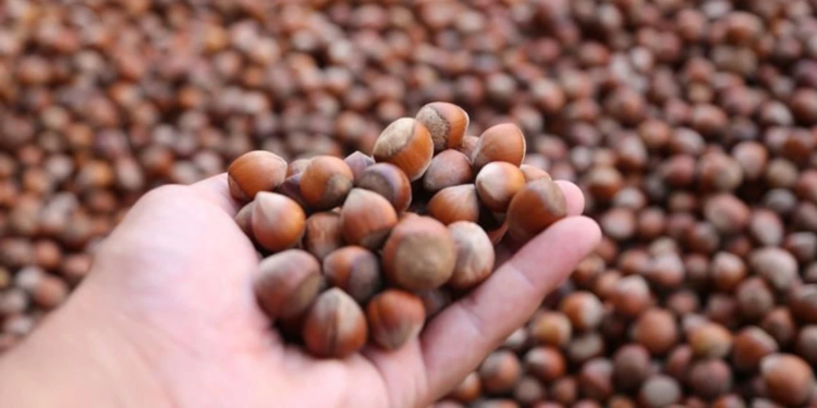 2024'te yeterlilik derecesi en yüksek bitkisel ürün fındık oldu