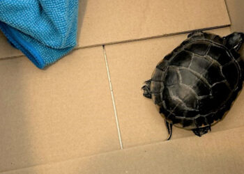 Yolcunun pantolonunda kaplumbağa çıktı