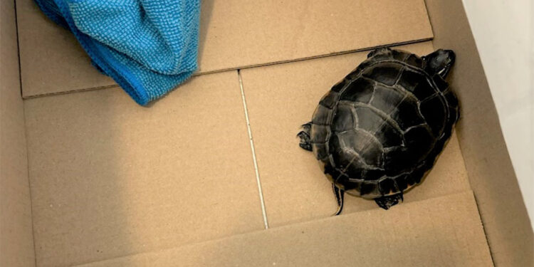 Yolcunun pantolonunda kaplumbağa çıktı