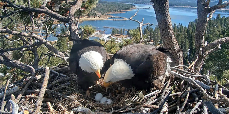 ABD'de kel kartal çifti Jackie ve Shadow'un yavruları yumurtadan çıktı