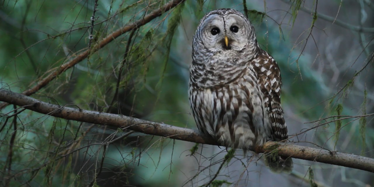 ABD'de öldürülmesi planlanan 450 bin baykuş için Trump'a çağrı