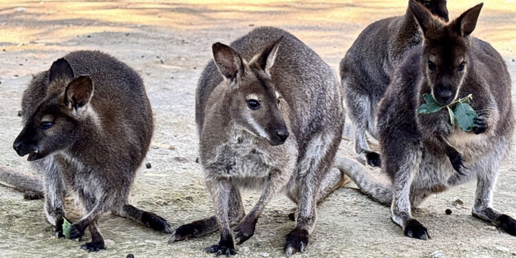 Antalya Doğal Yaşam Parkı'ndaki kangurular yavruladı