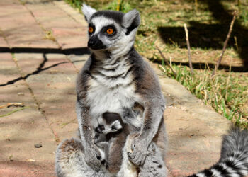 Antalya Doğal Yaşam Parkı'nda 3 lemur yavrusu dünyaya geldi