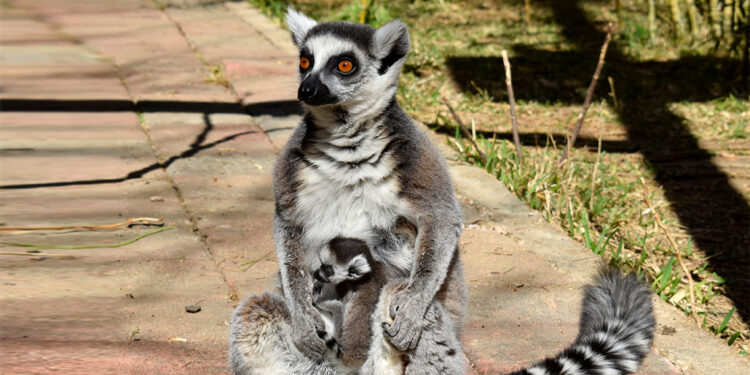 Antalya Doğal Yaşam Parkı'nda 3 lemur yavrusu dünyaya geldi