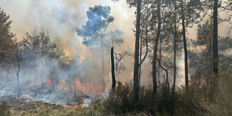 Antalya'nın Kemer ilçesinde orman yangını