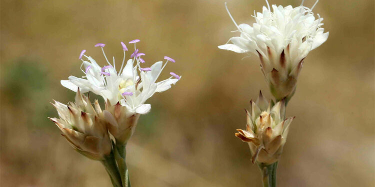 Yeni bir endemik bitki keşfedildi; Bitkiye 'Efe pelemiri' adı verildi