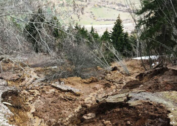 Artvin'de ormanda heyelan; ağaçların devrilme anı kamerada