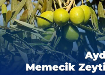 Aydın Memecik Zeytini coğrafi işaret aldı