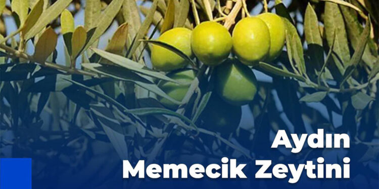 Aydın Memecik Zeytini coğrafi işaret aldı