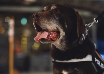 Ankara Emniyeti'nin 11 yıllık narkotik köpeği 'Toma', emekli oldu