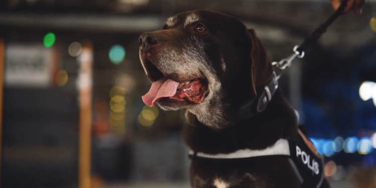 Ankara Emniyeti'nin 11 yıllık narkotik köpeği 'Toma', emekli oldu