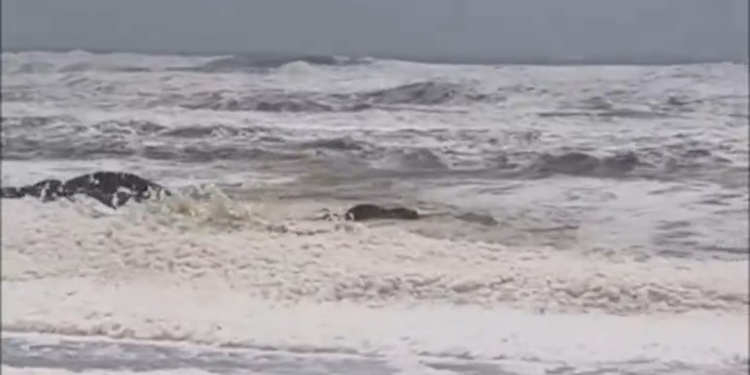 Avustralya'da köpük ve ölü balık alarmı: 2 plaj kapatıldı