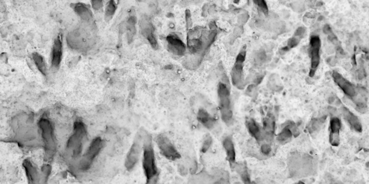 Avustralya'daki bir okulda 66 dinozor ayak izi keşfedildi