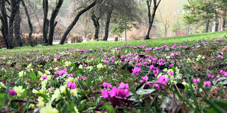 Baharın müjdecisi Abant çiğdemleri, milli parka renk kattı