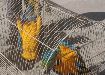 Belgesiz Macaw papağanı satışına 617 bin TL ceza