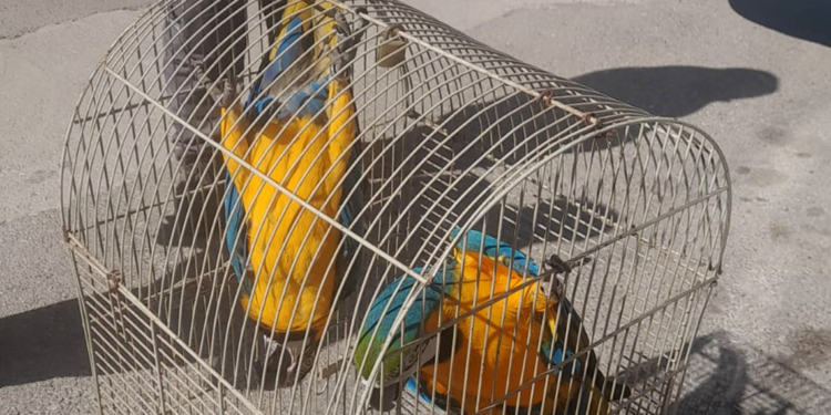 Belgesiz Macaw papağanı satışına 617 bin TL ceza