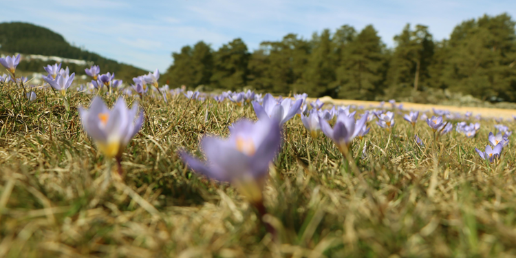Bolu'daki Sarıalan Yaylası'nda çiğdemler çiçek açtı