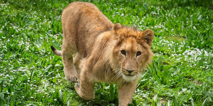 Çiftlikten kurtarılan yavru aslan, koruma altına alındı