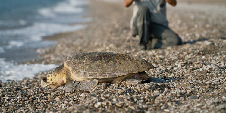 Carettaların çiftleşme dönemi başladı; 'rahatsız etmeyin' uyarısı