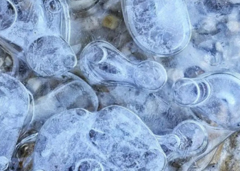 Çinli bilim insanları Antarktika'da 6 yeni bakteri cinsi keşfetti
