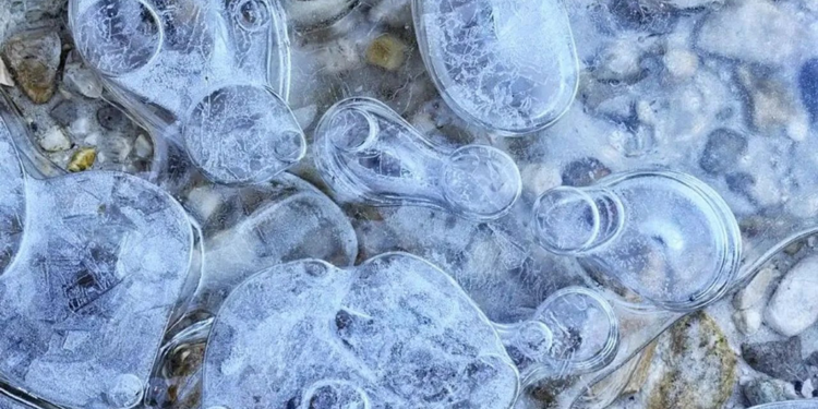 Çinli bilim insanları Antarktika'da 6 yeni bakteri cinsi keşfetti