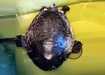 Dalyan Kanalı'nda yaralı caretta caretta