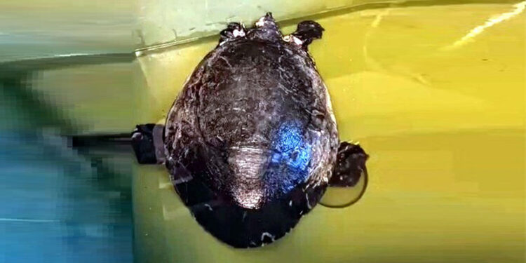 Dalyan Kanalı'nda yaralı caretta caretta