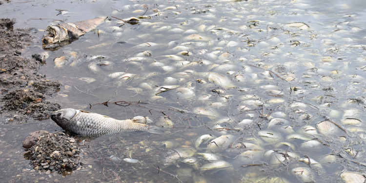 Deligazili Baraj Göleti'nde toplu balık ölümleri